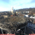 16_10-nest.jpg