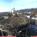 16_15-nest.jpg