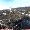 16_20-nest.jpg