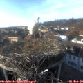 16_25-nest.jpg