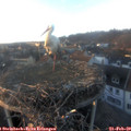 17_25-nest.jpg