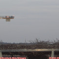 17_35-mast.jpg