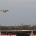 17_40-mast.jpg