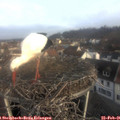 08_20-nest.jpg