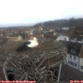 08_50-nest.jpg