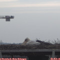 09_10-mast.jpg