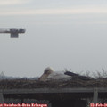 09_15-mast.jpg