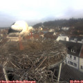 09_20-nest.jpg