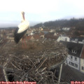 09_40-nest.jpg