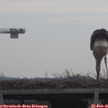 09_45-mast.jpg