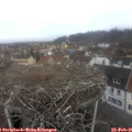 09_50-nest.jpg