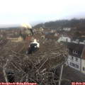 09_55-nest.jpg
