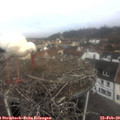 10_10-nest.jpg