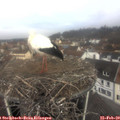 10_15-nest.jpg