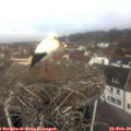 10_20-nest.jpg