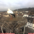 10_45-nest.jpg