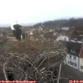 11_00-nest.jpg