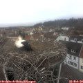 11_05-nest.jpg
