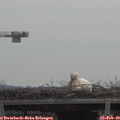 11_10-mast.jpg