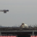 11_15-mast.jpg