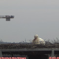 11_20-mast.jpg