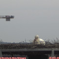 11_25-mast.jpg