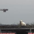 11_30-mast.jpg