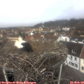 11_30-nest.jpg