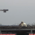 11_40-mast.jpg
