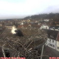 11_40-nest.jpg