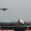 11_50-mast.jpg