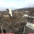 11_55-nest.jpg