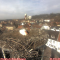 12_50-nest.jpg