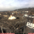 13_15-nest.jpg