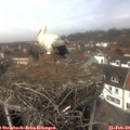 13_30-nest.jpg
