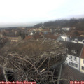 13_50-nest.jpg