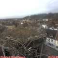 14_50-nest.jpg