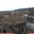 15_50-nest.jpg