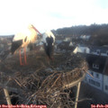 07_30-nest.jpg