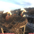07_35-nest.jpg