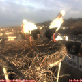 08_00-nest.jpg