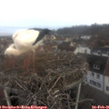 08_10-nest.jpg