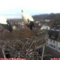 08_20-nest.jpg