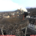 09_10-nest.jpg