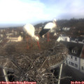09_15-nest.jpg
