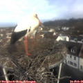 09_20-nest.jpg