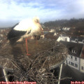 09_35-nest.jpg