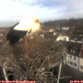 09_40-nest.jpg