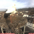 09_45-nest.jpg