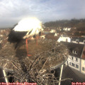 09_50-nest.jpg